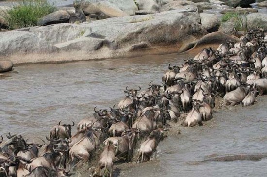Gnuk átkelése a Mara-folyón